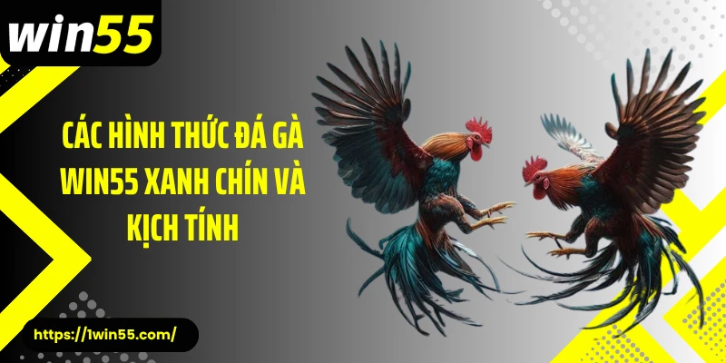 Các hình thức đá gà Win55 xanh chín và kịch tính
