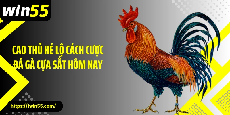 Cao thủ hé lộ cách cược đá gà cựa sắt hôm nay