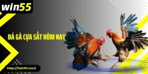 Đá Gà Cựa Sắt Hôm Nay - Sức Nóng Từ Trường Gà Win55
