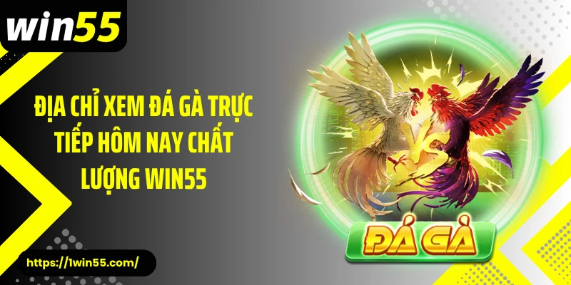 Địa chỉ xem đá gà trực tiếp hôm nay chất lượng Win55