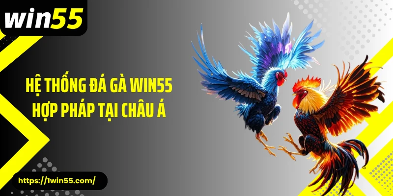 Hệ thống đá gà Win55 hợp pháp tại châu Á