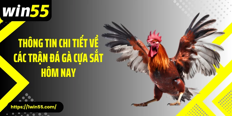 Thông tin chi tiết về các trận đá gà cựa sắt hôm nay