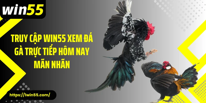 Truy cập Win55 xem đá gà trực tiếp hôm nay mãn nhãn